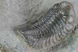 Unusual Phacopid Trilobite With Small Eyes - Jorf, Morocco #89306-4